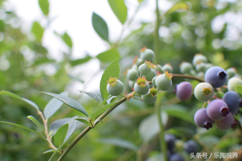 宜昌新林桥打工妹,宜昌工厂打工妹