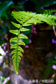 铁芒萁做菜,铁芒萁如何食用