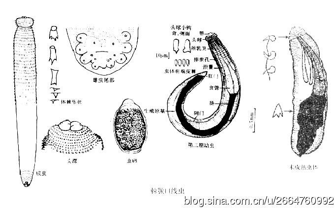 生鱼片是否有寄生虫你喜欢吃吗,生鱼片里的寄生虫能冻死吗
