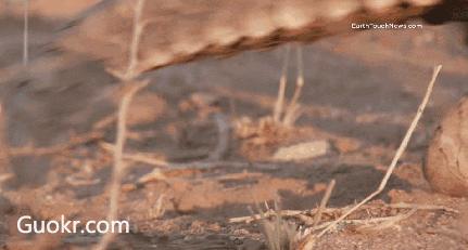 海外代购的暴利秘密 (代购圈乱象)