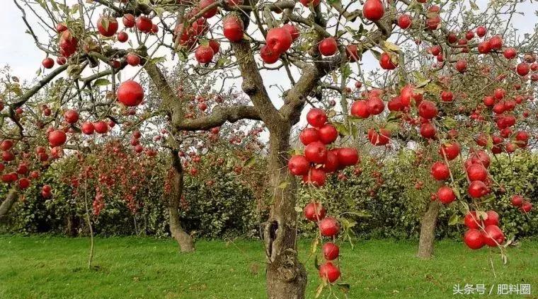 苹果套袋和桃套袋袋子有区别吗,套袋苹果和抽真空哪个好