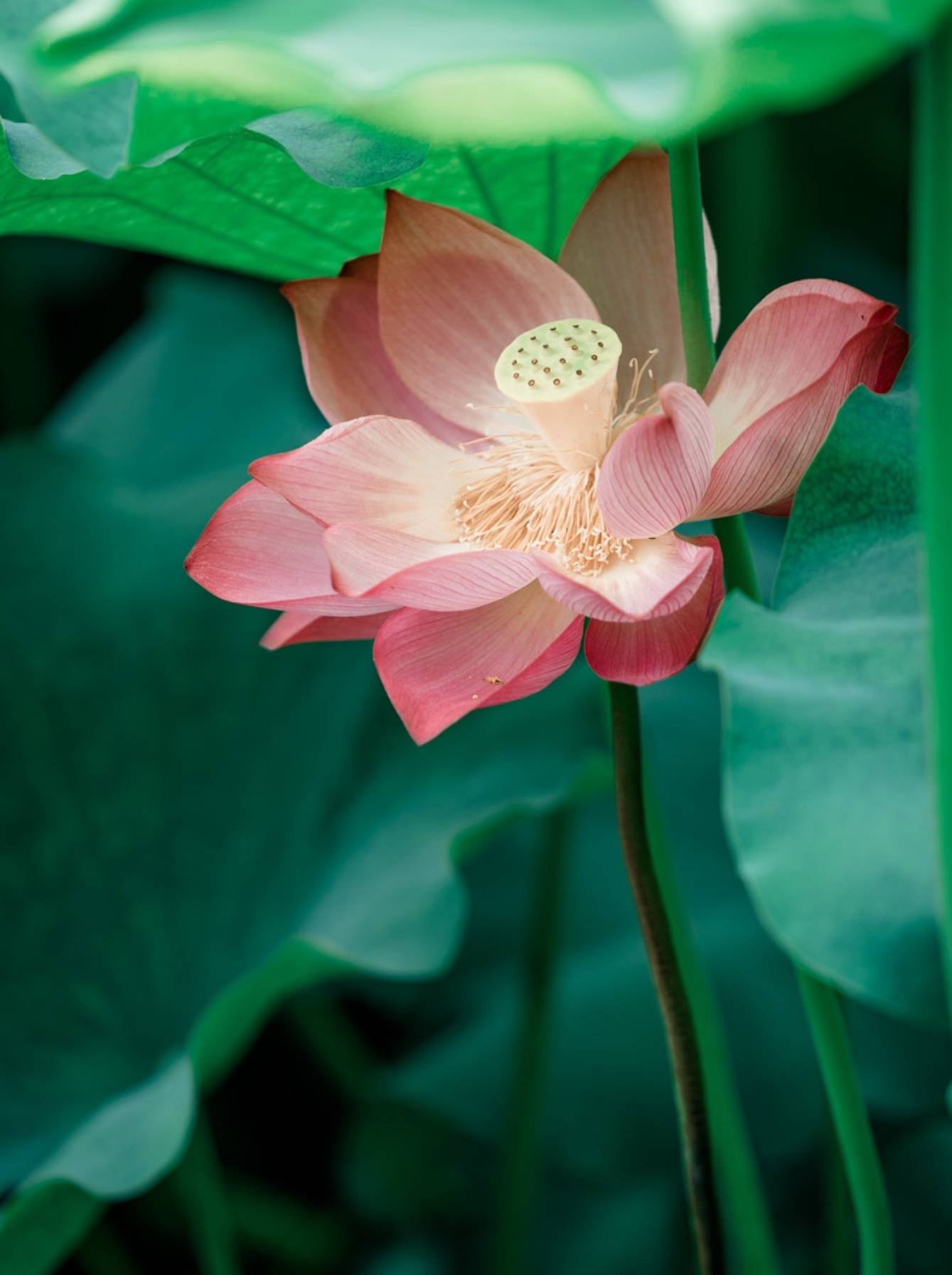 最易读错的100字读音,容易读错的字正确的读音