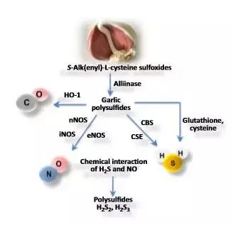 大蒜硫化物如何去除,大蒜里含的硫化物是什么