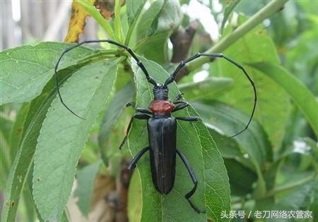 大樱桃虫害有哪几种虫,樱桃树上怎么防治小白虫病