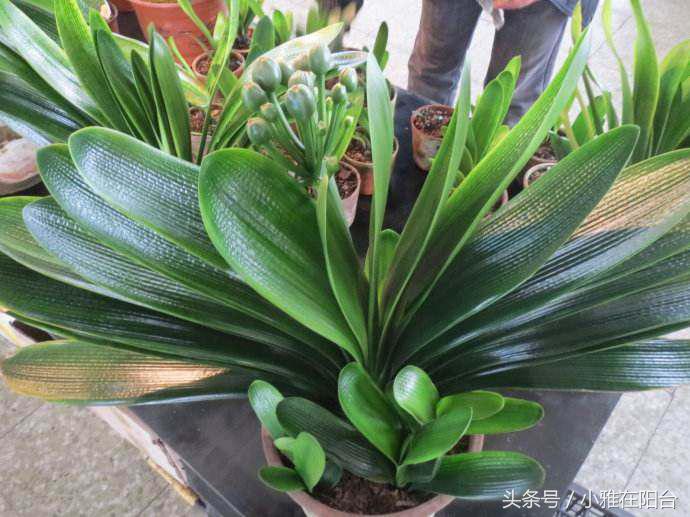 君子兰如何养殖才能长得更旺盛,老花农几招教你怎样养好君子兰