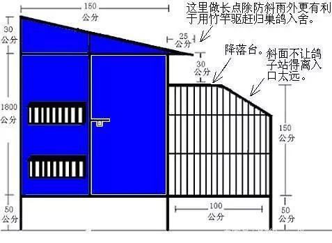 想养好鸽子必须做到以下四件事,初养鸽子你要准备的几样东西