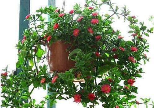 养花盆底垫点东西，排水透气还能够为花草提供充足营养！