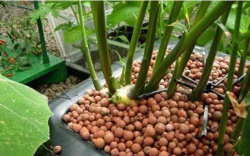 盆土掺入点颗粒，保水透气花卉不烂根，轻松长爆盆！