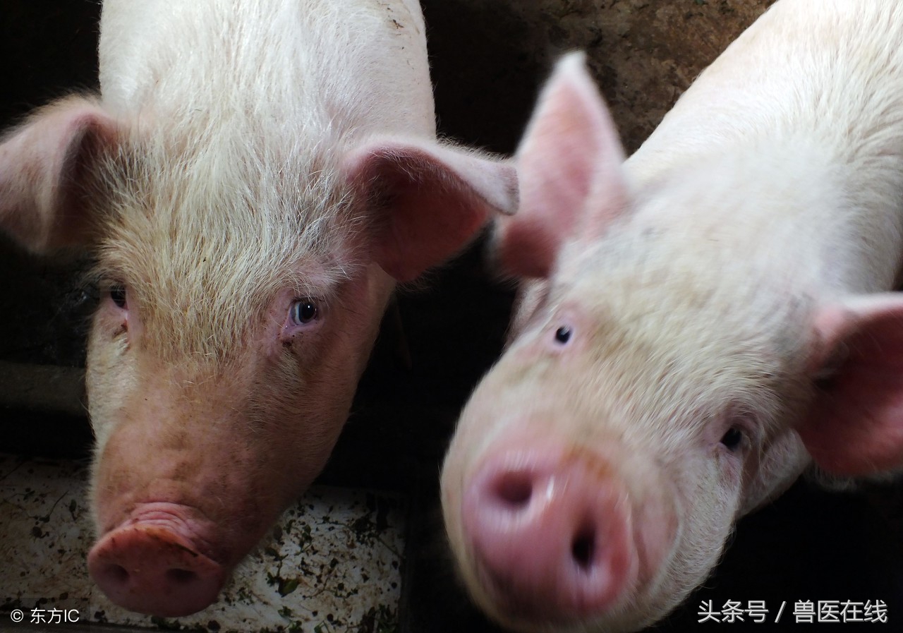 接下蓝耳面纱，细说猪蓝耳病的有效防控！