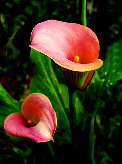 马蹄莲黄色和橙色哪个好看,马蹄莲的花语及养护方法