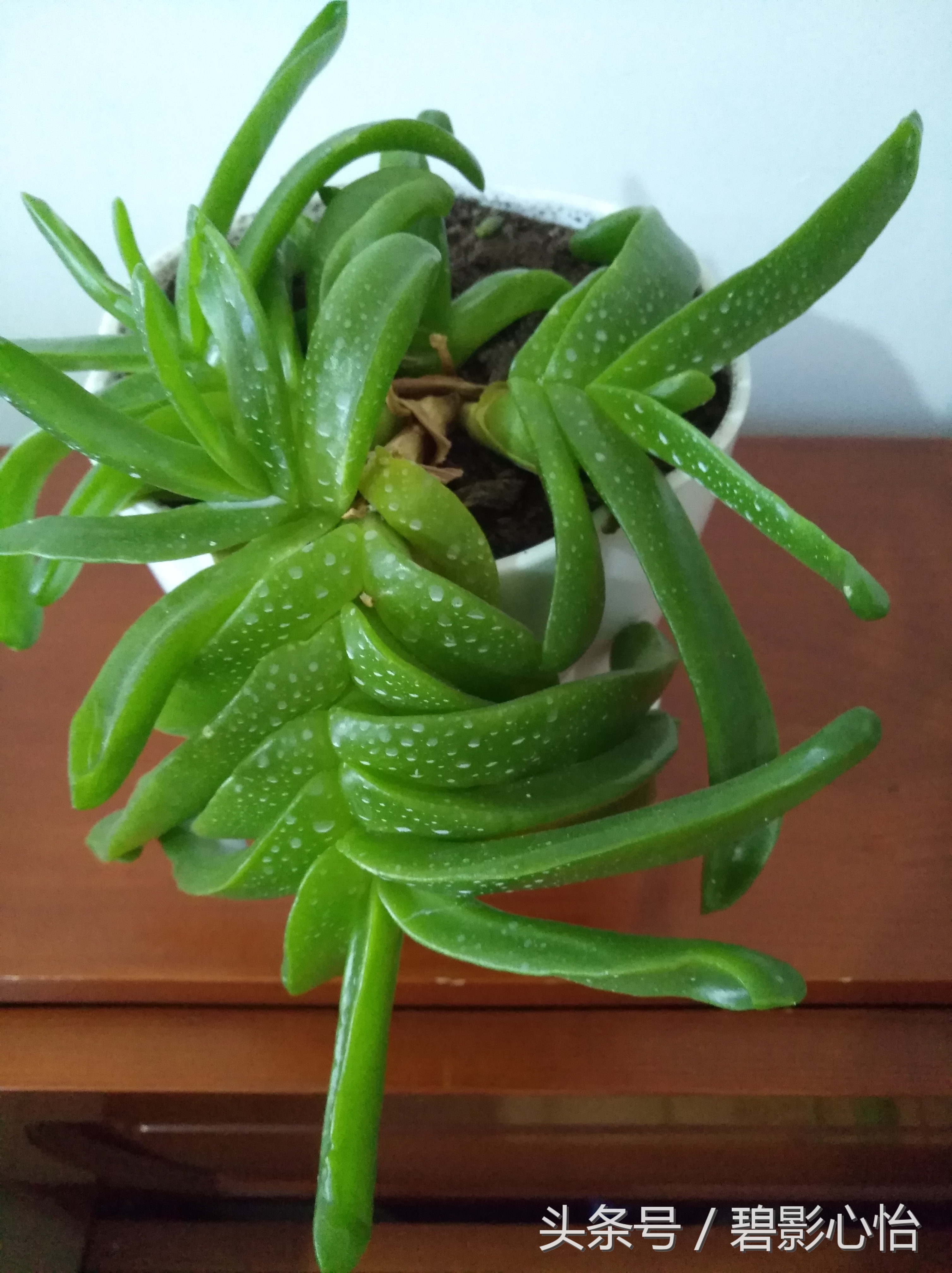 花痴絮花语，赏花好心情