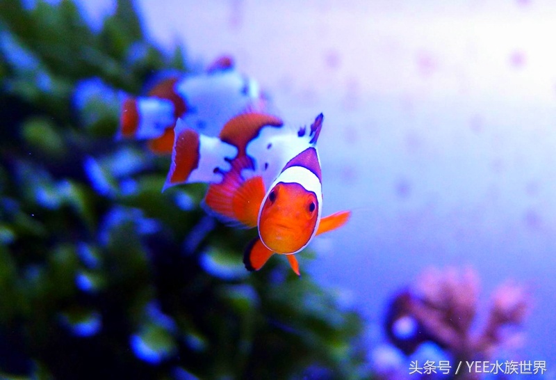 养海水鱼原生海水缸,从养鱼小白到资深鱼友