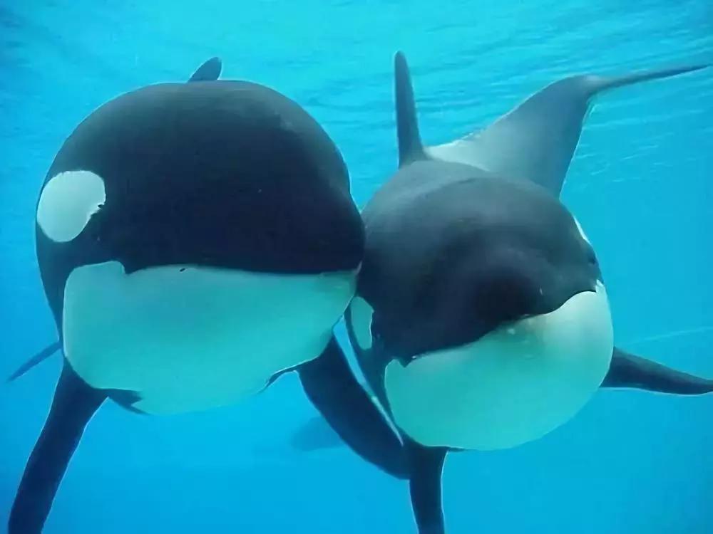 代购骗局揭秘朋友圈,揭露各种海外代购真相