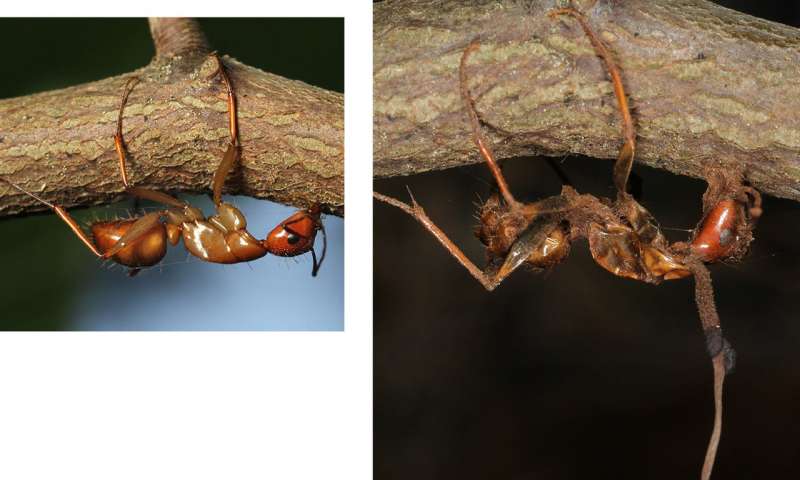 蚂蚁被僵尸真菌感染的全过程,僵尸蚂蚁是被什么真菌寄生的