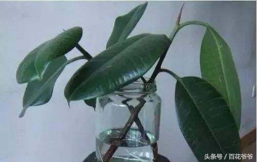 水培植物花多久生根一次,种花怎样才能让它快速生根杀菌