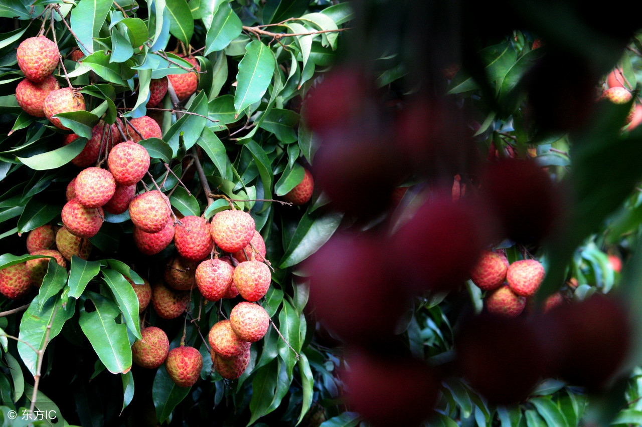 荔枝开摘了！粤西最全荔枝园农家乐情报分享广东吃货约起！