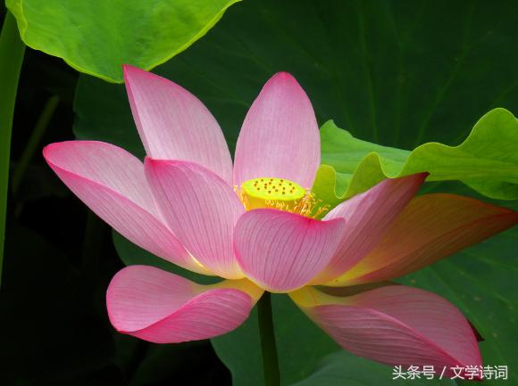 荷花莲花的唯美诗句,十首莲花诗词醉美这个夏天