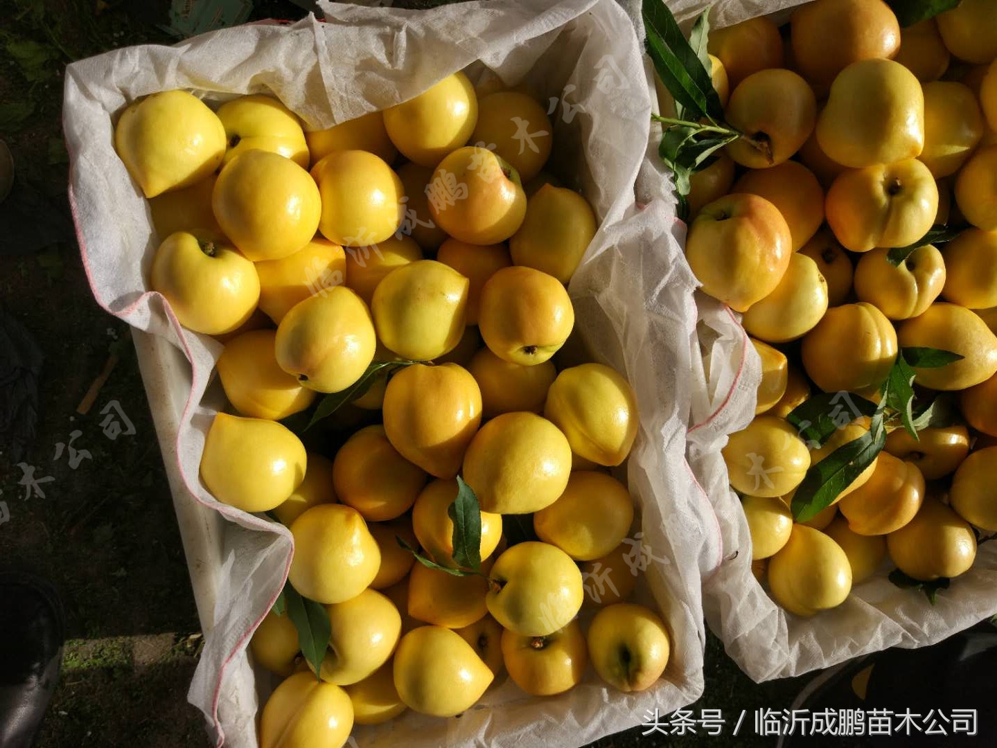 中油19号油桃苗价格,中油19桃苗批发价格