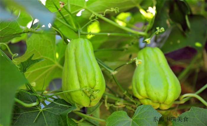 佛手瓜试试这样做清爽解腻又开胃,佛手瓜怎么炒最有营养