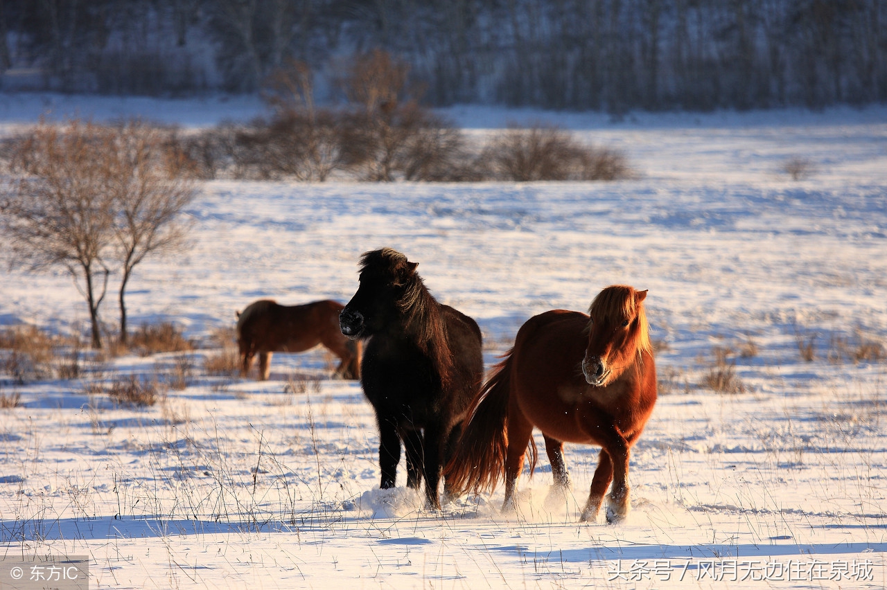 蒙古马和套马图片,蒙古套马绳子教学