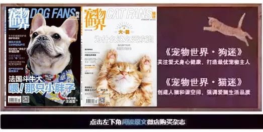 铲屎官的必备技能猫咪呕吐,铲屎官学的猫咪功课