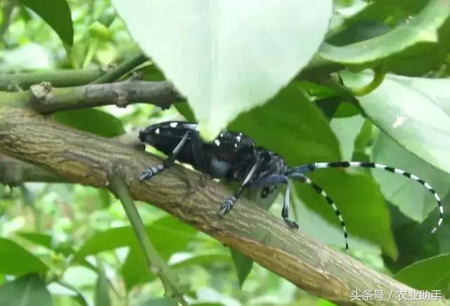 柑橘常见虫害图片大全,柑橘虫害图谱大全来了建议收藏