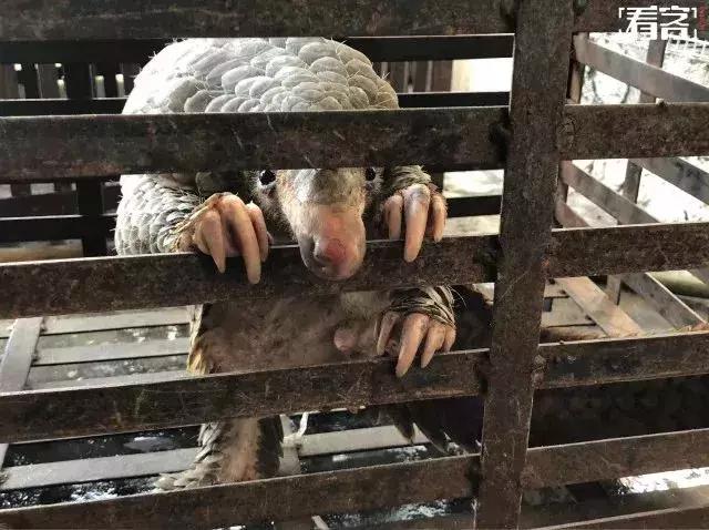 海外代购的荒唐陷阱,最可怕的代购骗局