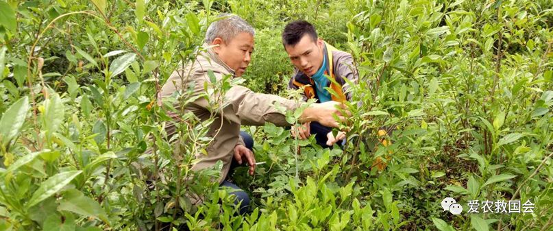 生态茶园的规划,生态茶园建设的好处