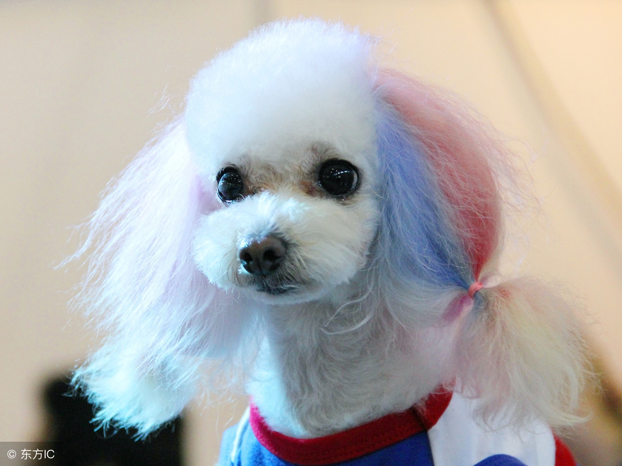 夏天小狗蔫巴咋回事啊,夏天小狗臭怎么办