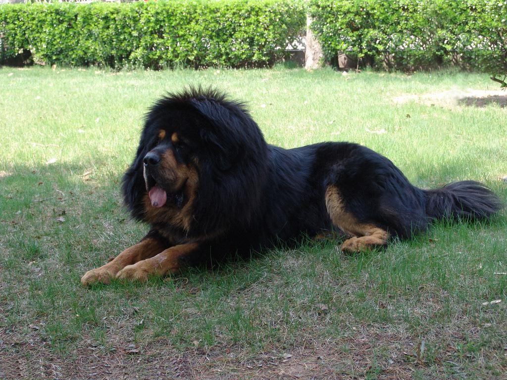 小藏獒多大开始训练,藏獒训练全过程