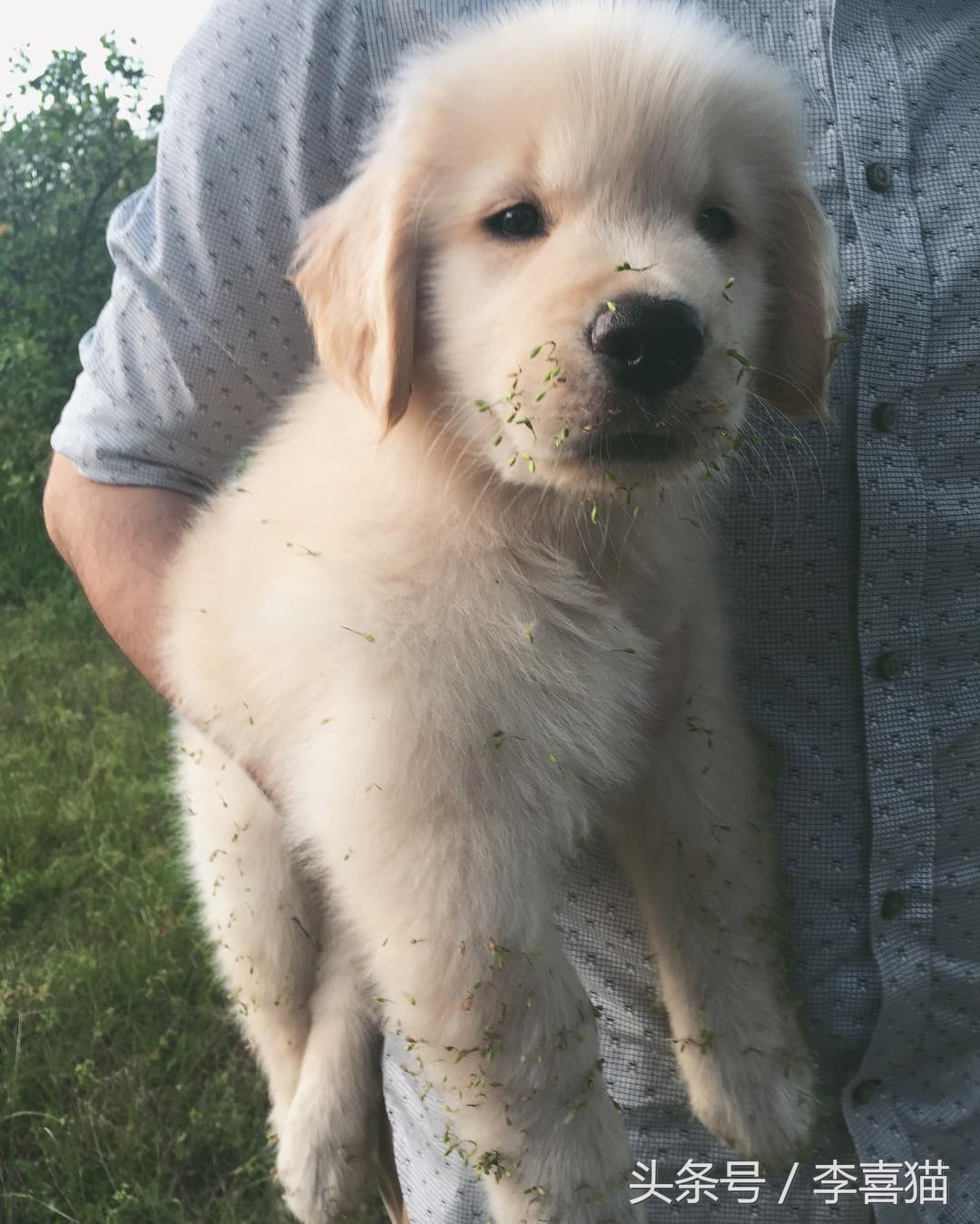 金毛幼犬是不是都很调皮,金毛狗狗太有灵气了