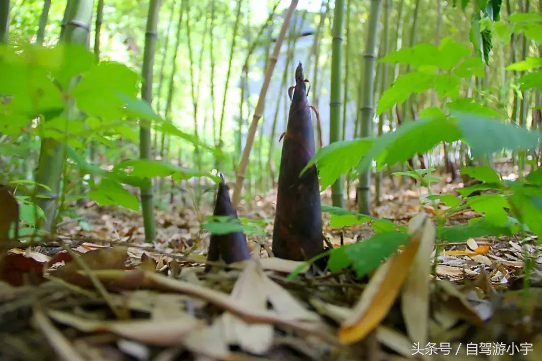 洛阳重渡沟野生动物园,郑州到洛阳重渡沟自驾