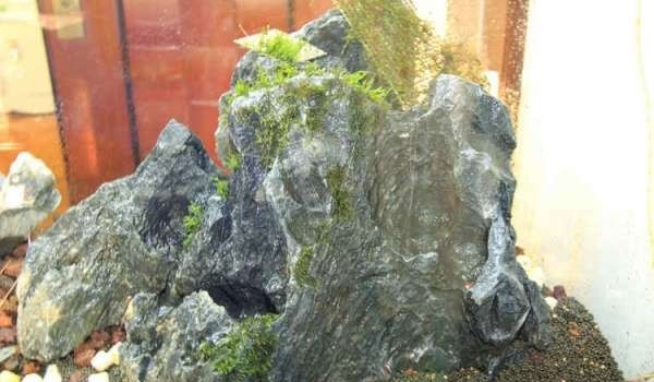 如何布置鱼缸水草造景,峡谷河流鱼缸