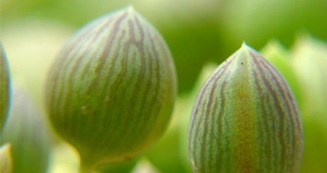 瑗跨摐澶儙澶氳倝妞嶇墿,瑗跨摐澶儙澶氳倝