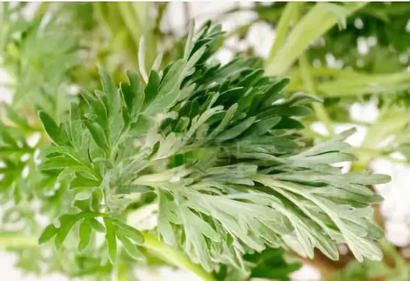 女人吃艾草茶有哪些作用,女人吃艾叶有什么好处呢