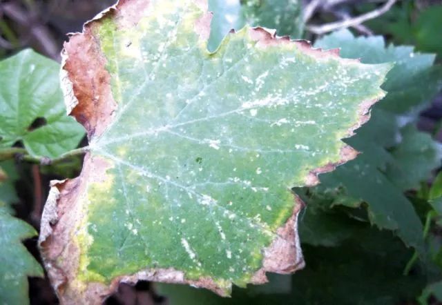 近期葡萄叶片发黄枯叶,葡萄枯叶有几种