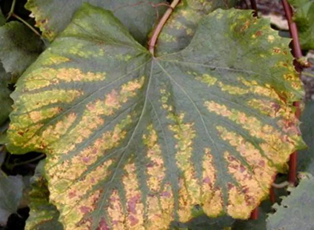 葡萄苗枯叶是怎么回事,葡萄枯叶有几种