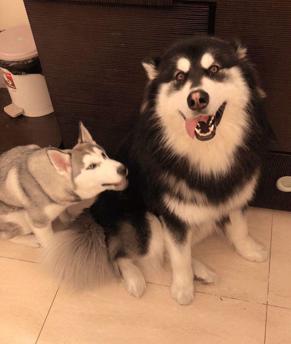 网红刘二豆和刘瓜子,会说话的刘二豆和瓜子battle