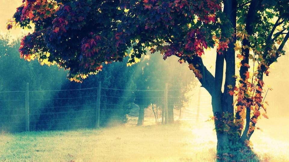 菜根谭读懂20句话人生更顺畅,菜根谭精华10句字字深刻句句走心