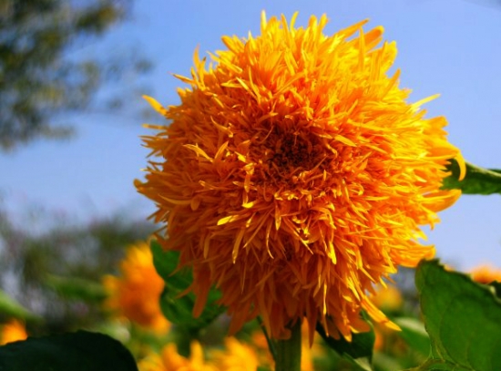 重瓣铁线莲,重瓣宫灯长寿花