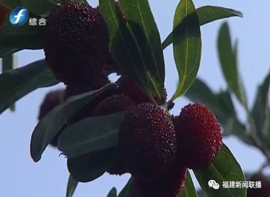 福建杨梅第一村是谁,福建杨梅和云南杨梅哪个好吃