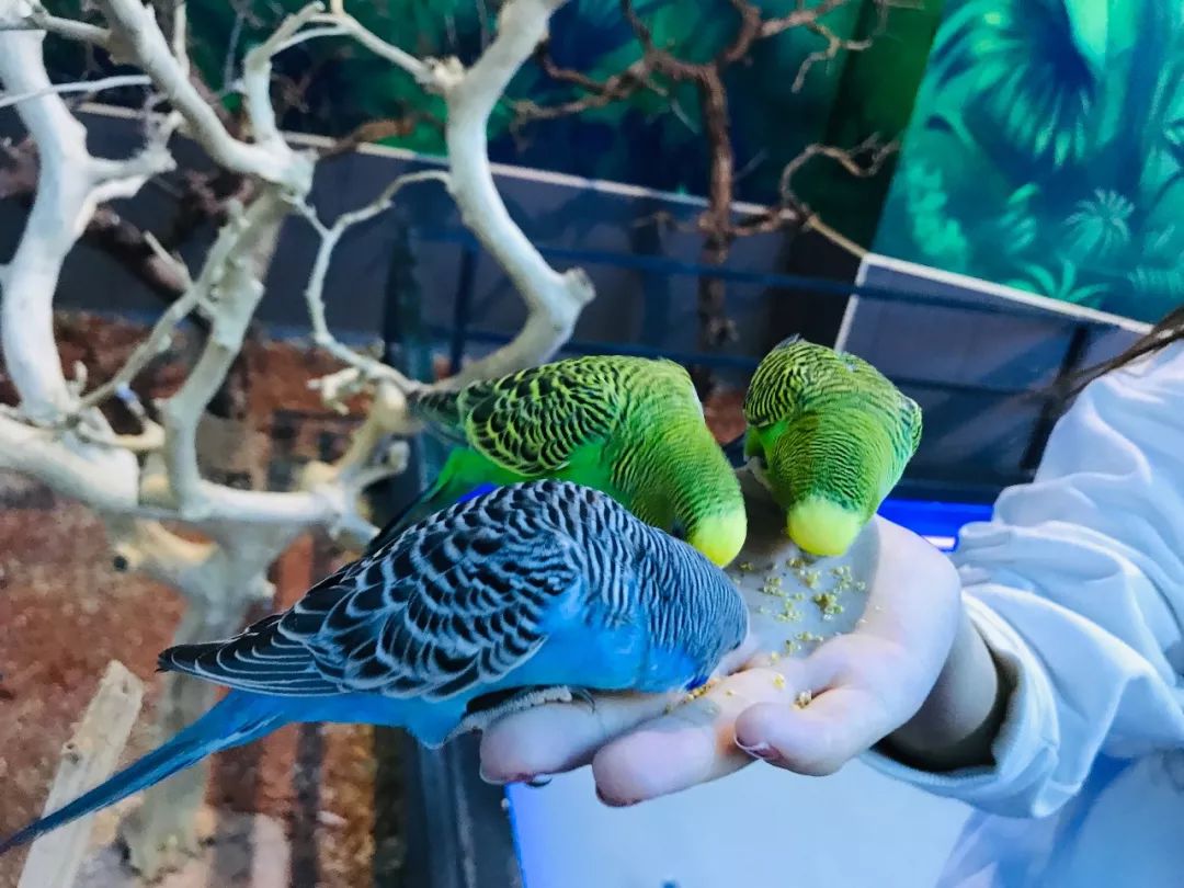 亲子必打卡动物园,动物园观赏园萌宠乐园等你打卡