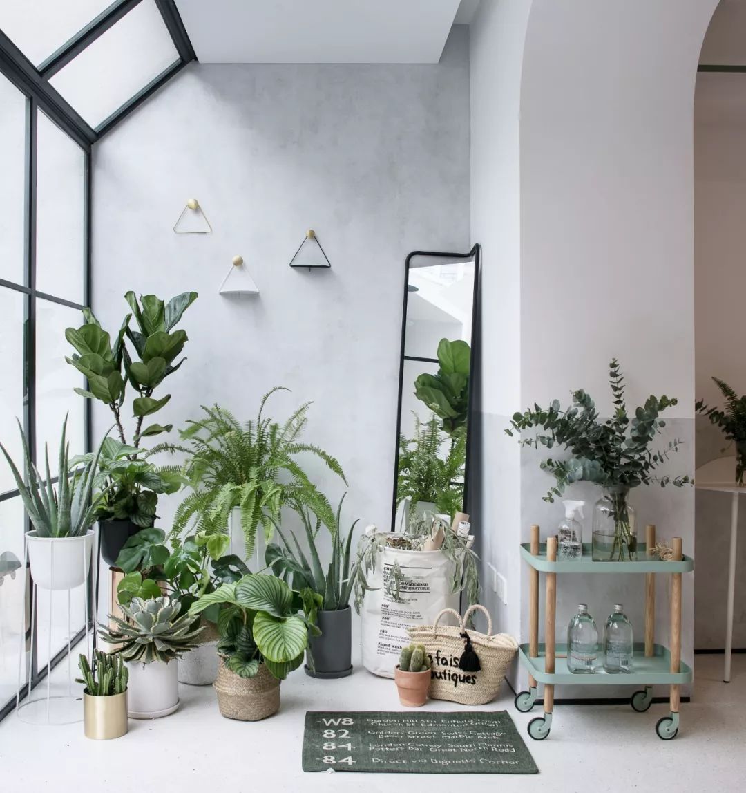 连树都种进房子！71岁高龄老房爆改“回春”，从危房到美宿，不只是惊艳！