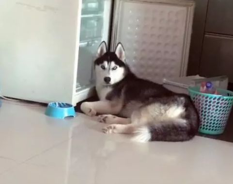 鍝堝＋濂囨櫤鍟嗕笉浣庤タ浼埄浜氶洩姗囩姮,鍝堝＋濂囨槸闆﹪鐘惂