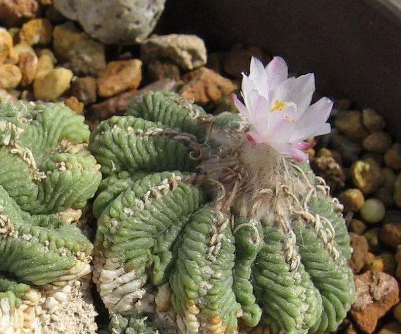 这工资还不够买一颗肉的……