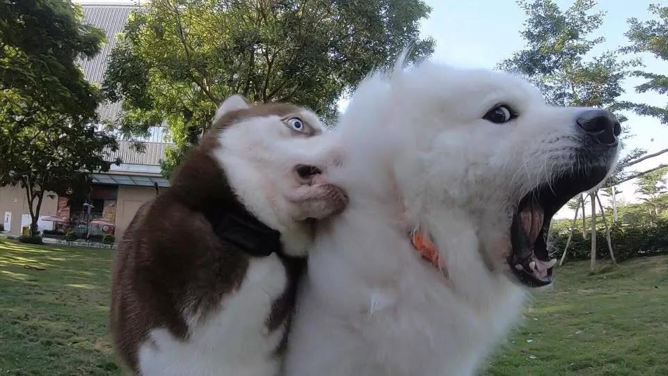 萨摩耶和哈士奇打架比赛,萨摩耶和哈士奇打架图