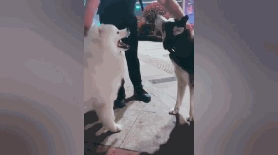 萨摩耶和哈士奇打架比赛,萨摩耶和哈士奇打架图