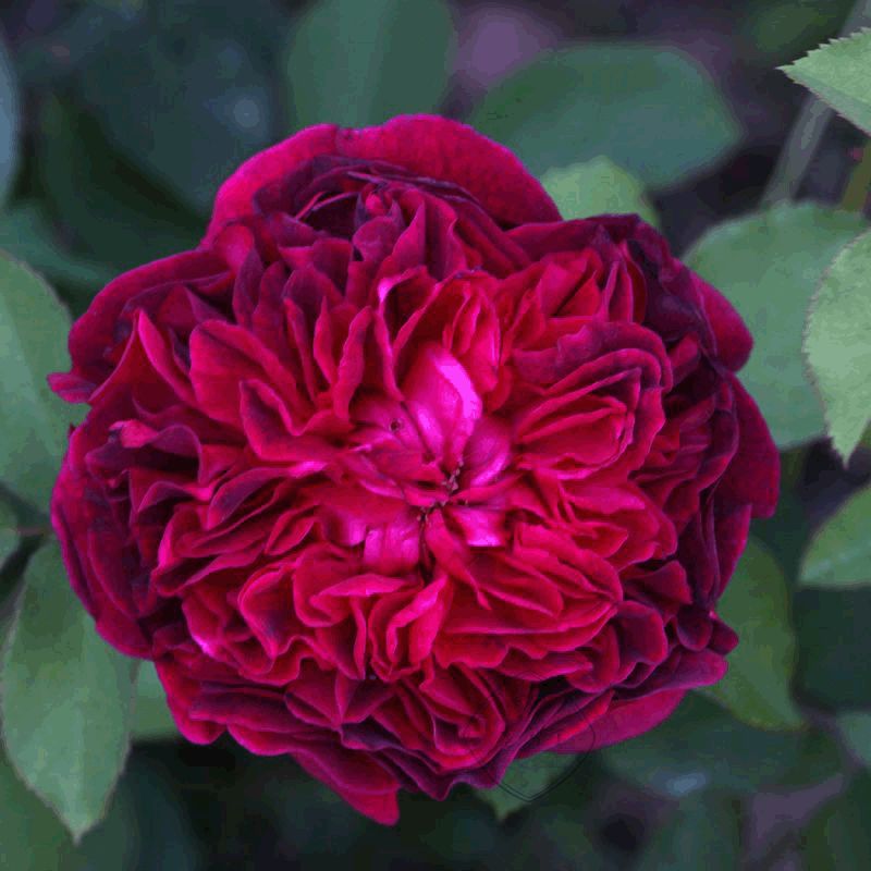 稀有玫瑰花品种大全图片,九种常见玫瑰花品种排名