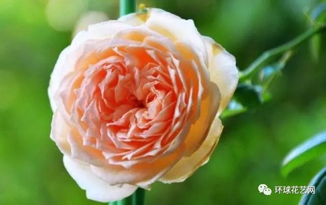 十大最稀有的玫瑰花品种图片,稀有玫瑰花品种大全图片