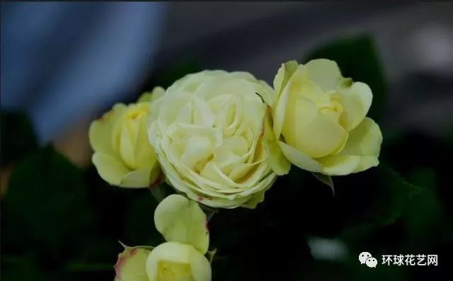 十大最稀有的玫瑰花品种图片,稀有玫瑰花品种大全图片